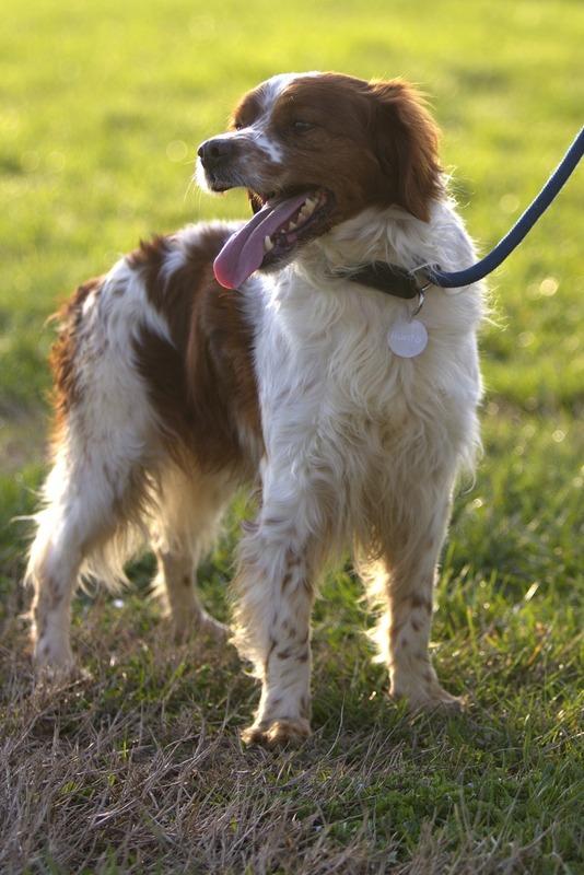 Dick Breton Cercacasa